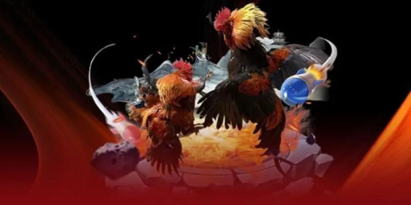 Đá Gà Bsport kết hợp cùng nhà phát hành uy tín