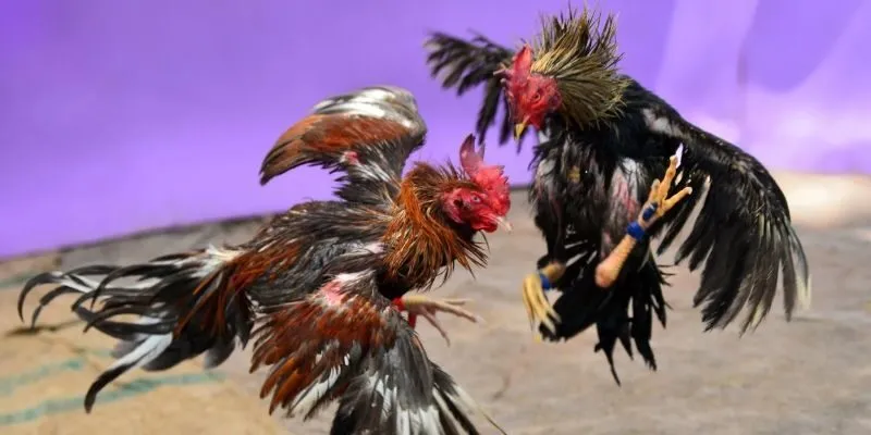 Đá Gà Bsport mang đến trò chơi hấp dẫn, thưởng lớn