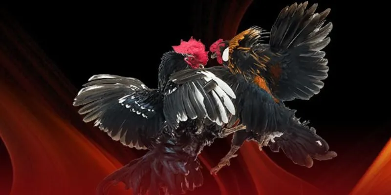 Đá gà Bsport - Trải nghiệm cá cược uy tín, thắng lớn